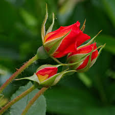 Heidi Hackney – “Stop! My roses!”